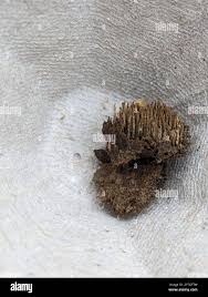 Attēlu rezultāti vaicājumam “Gloiodon strigosus”