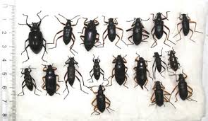 Attēlu rezultāti vaicājumam “Tenebrionidae”