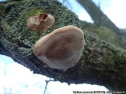 Attēlu rezultāti vaicājumam “Phellinus pomaceus”