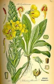 Attēlu rezultāti vaicājumam “Verbascum thapsus”