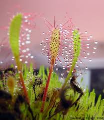 Attēlu rezultāti vaicājumam “Drosera anglica flower”