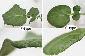 Attēlu rezultāti vaicājumam “Barbarea vulgaris subsp. arcuata fruit”