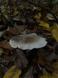 Attēlu rezultāti vaicājumam “Clitocybe nebularis”