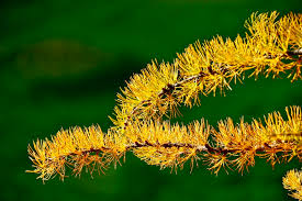 Attēlu rezultāti vaicājumam “Dianema nivale macro”