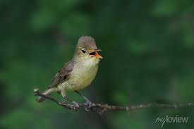 Attēlu rezultāti vaicājumam “Hippolais icterina”