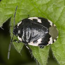 Attēlu rezultāti vaicājumam “Tritomegas bicolor nymph”