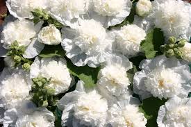 Image result for Alcea rosea `Appleblossom`