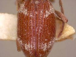Attēlu rezultāti vaicājumam “Ptinus sp. female”