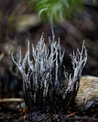 Attēlu rezultāti vaicājumam “Xylaria hypoxylon”
