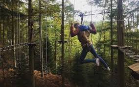 Image result for Go Ape! Moors Valley