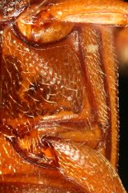 Attēlu rezultāti vaicājumam “Priobium carpini”