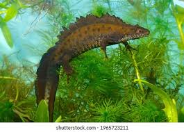 Attēlu rezultāti vaicājumam “Triturus cristatus”