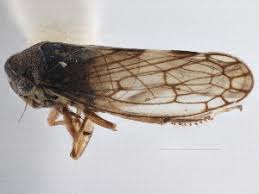 Attēlu rezultāti vaicājumam “Oncopsis sp.”