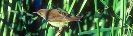 Image result for Acrocephalus aedon