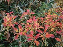 Attēlu rezultāti vaicājumam “Enkianthus chinensis leaf”