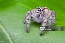 Attēlu rezultāti vaicājumam “Salticus scenicus”