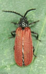 Attēlu rezultāti vaicājumam “Lycidae”