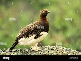 Image result for Lagopus lagopus