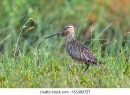 Attēlu rezultāti vaicājumam “Limosa lapponica”