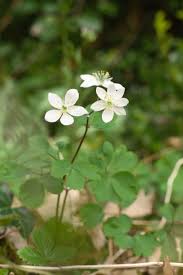 Attēlu rezultāti vaicājumam “Isopyrum thalictroides”