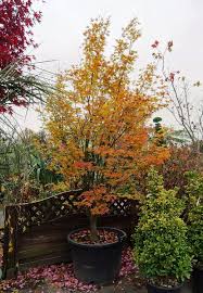 Image result for Acer palmatum `Orange Dream`
