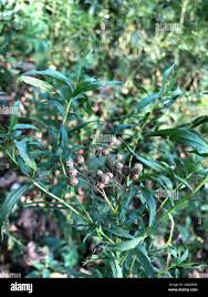 Attēlu rezultāti vaicājumam “Achillea salicifolia”
