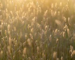 Attēlu rezultāti vaicājumam “Alopecurus pratensis flower”