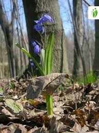 Attēlu rezultāti vaicājumam “Scilla siberica bud”