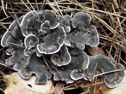 Attēlu rezultāti vaicājumam “Phellodon melaleucus”