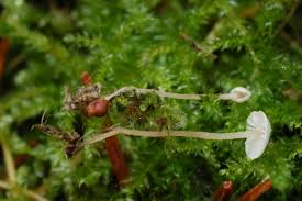 Attēlu rezultāti vaicājumam “Collybia tuberosa”
