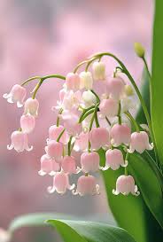 Attēlu rezultāti vaicājumam “Convallaria majalis flower”