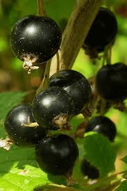 Attēlu rezultāti vaicājumam “Ribes nigrum fruit”