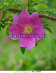 Attēlu rezultāti vaicājumam “Rosa majalis”