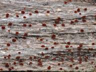 Attēlu rezultāti vaicājumam “Xylographa paralella”