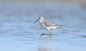 Attēlu rezultāti vaicājumam “Tringa stagnatilis”