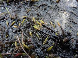 Attēlu rezultāti vaicājumam “Drepanocladus trifarius”