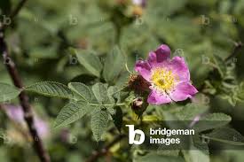Attēlu rezultāti vaicājumam “Rosa villosa”
