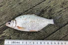 Image result for Blicca bjoerkna