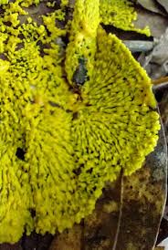 Attēlu rezultāti vaicājumam “Physarum bryocorticola”