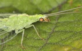 Attēlu rezultāti vaicājumam “Chrysopa”