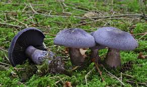 Attēlu rezultāti vaicājumam “Cortinarius violaceus”
