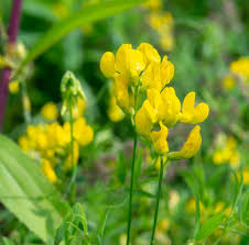 Attēlu rezultāti vaicājumam “Lathyrus pratensis flower”