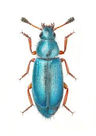 Attēlu rezultāti vaicājumam “Rabdophaga heterobia”