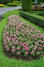 Attēlu rezultāti vaicājumam “Dianthus barbatus flower”