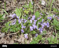 Attēlu rezultāti vaicājumam “Viola collina”