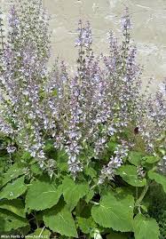 Image result for Salvia sclarea