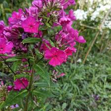 Image result for Phlox (großblumig)