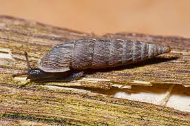 Attēlu rezultāti vaicājumam “Clausiliidae”