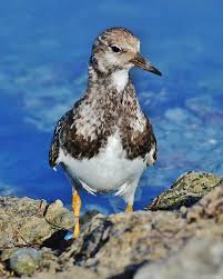 Attēlu rezultāti vaicājumam “Arenaria interpres”