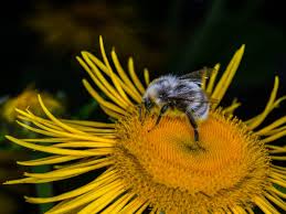 Attēlu rezultāti vaicājumam “Telekia speciosa bud”